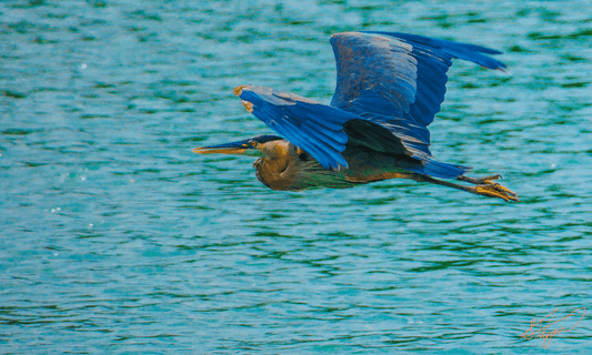 Great Blue Heron - PRINT