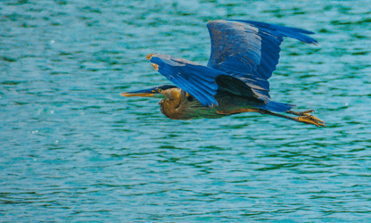 Great Blue Heron - PRINT